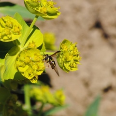 Chrysotoxum cautum