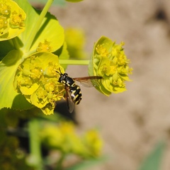 Chrysotoxum cautum