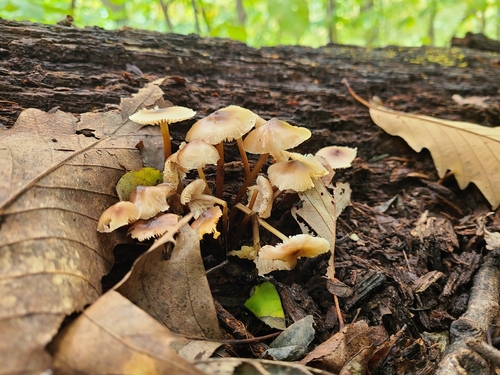 Mycena inclinata