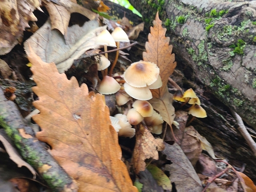 Mycena inclinata (Photo 2 of 4)