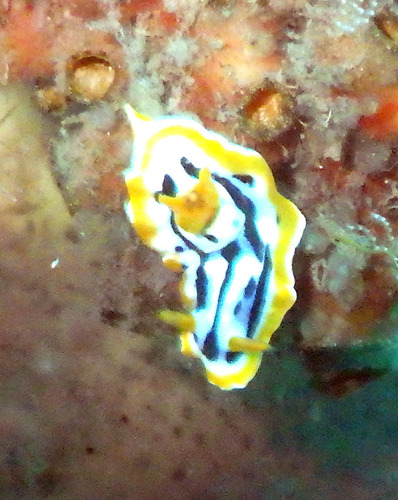 Streaked Chromodoris — seen at this dive site