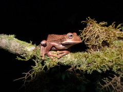 Gastrotheca nicefori