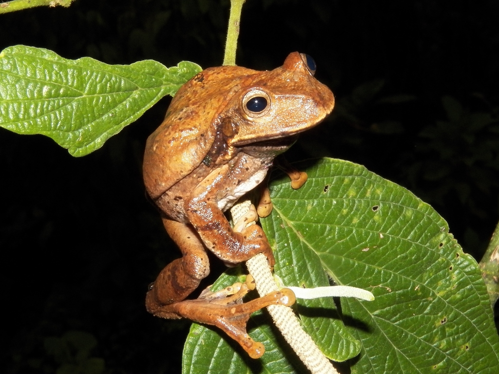 Niceforo's Marsupial Frog