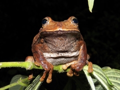 Gastrotheca nicefori