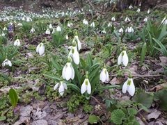 Galanthus plicatus