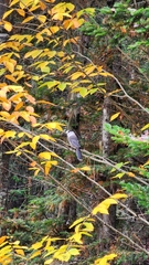 Perisoreus canadensis image
