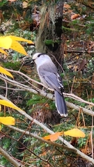 Perisoreus canadensis image