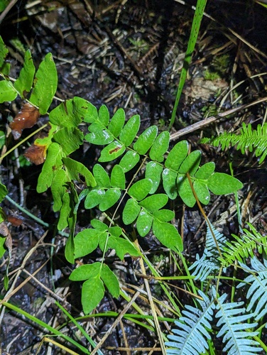 Japanese royal fern