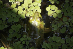 Lithobates grylio