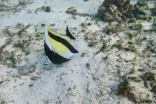 Moorish Idol — seen at this dive site