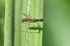 Micropeza corrigiolata