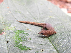 Lepidoblepharis
