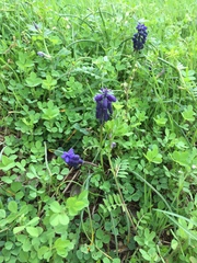 Muscari neglectum