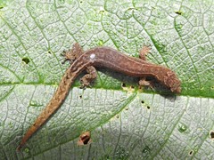Lepidoblepharis