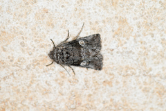 Copanarta aurea