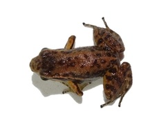 Leucostethus fraterdanieli
