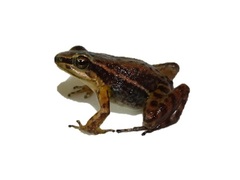 Leucostethus fraterdanieli
