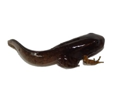 Leucostethus fraterdanieli