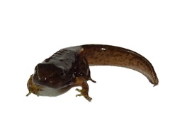 Leucostethus fraterdanieli