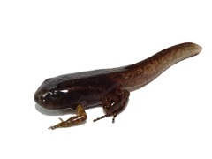Leucostethus fraterdanieli