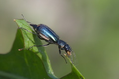 Cordylepherus viridis