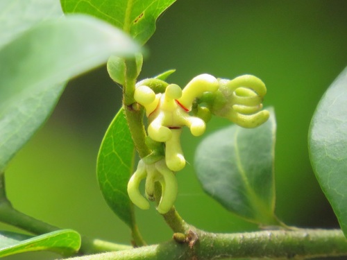 Red Hookberry (Artabotrys monteiroae)
