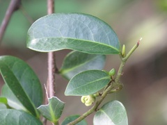 Artabotrys monteiroae