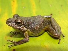 Pristimantis w-nigrum