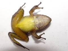 Pristimantis w-nigrum