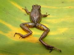 Pristimantis w-nigrum