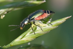Cordylepherus viridis