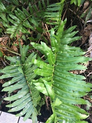 Acrostichum danaeifolium