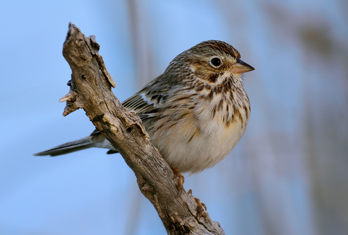 Vesper Sparrow, photo 2 of 9