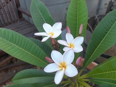 Plumeria