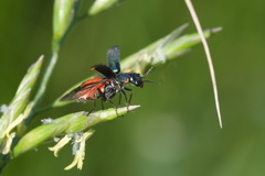 Cordylepherus viridis