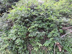 Artabotrys monteiroae
