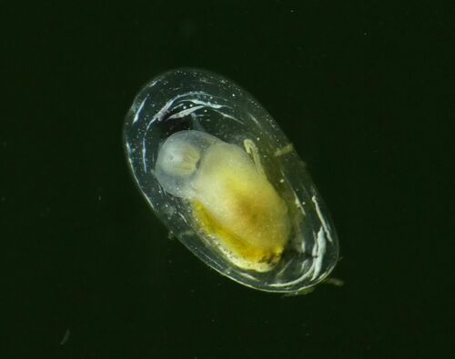 American lake limpet, Galloway, NJ, USA, photo 6 of 10