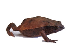 Rhinella ruizi