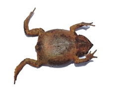 Rhinella ruizi