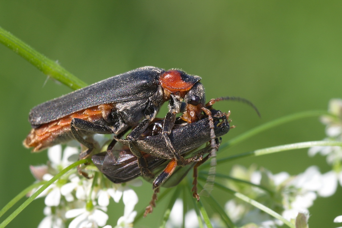 Опасные жуки. Жук Cantharis Fusca. Мягкотелка бурая Cantharis Fusca. Cantharis Fusca Linnaeus. Cantharis Fusca insects.