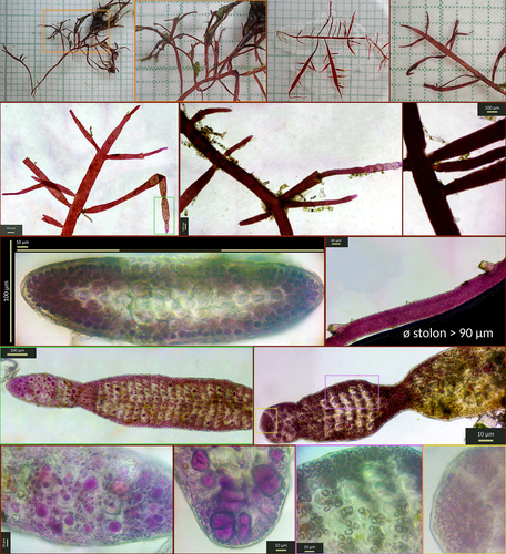 Representative image of Pterocladiella melanoidea