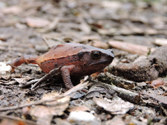 Rhinella ruizi