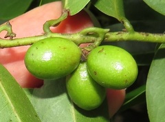 Artabotrys monteiroae