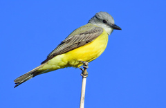 Couch's Kingbird photo 1