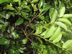 Artabotrys monteiroae