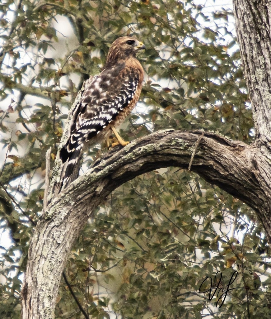 Redshouldered Hawk from N Jefferson Ave, Eatonton, GA, US on October