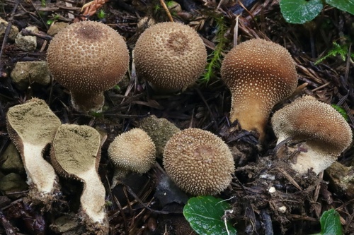 Dusky Puffball
