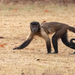 Brown Capuchin - Photo (c) Ken Chamberlain, some rights reserved (CC BY-NC), uploaded by Ken Chamberlain