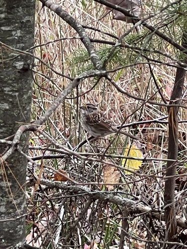 White-throated Sparrow photographed in Maine