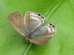 Hypolycaena philippus philippus
